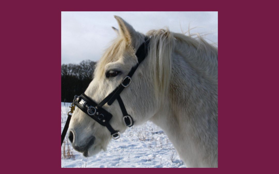 Rezension Kappzaum