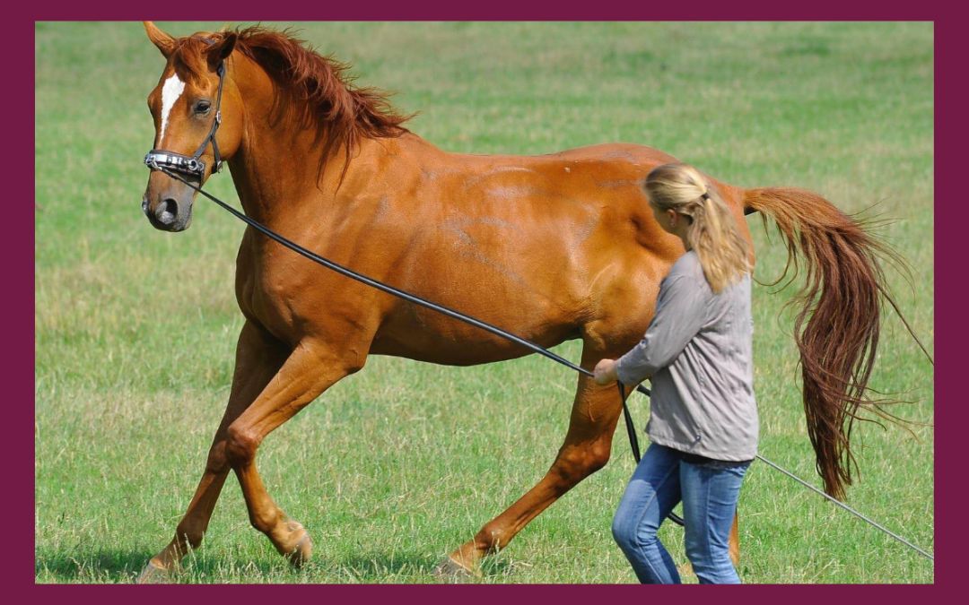 Probleme im Galopp – Das Pferd springt häufig im Außen – oder Kreuzgalopp an