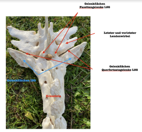 Das Lumbosacralgelenk des Pferdes