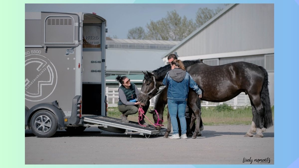 Stute mit Fohlen richtig verladen » So geht´s