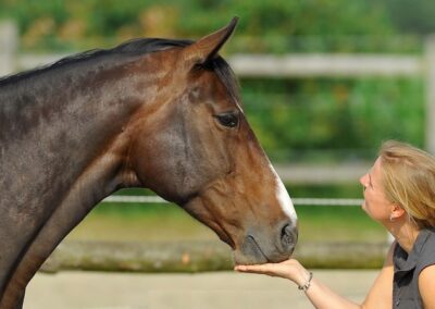 Futterlob im Pferdetraining – Motivation oder Bestechung?