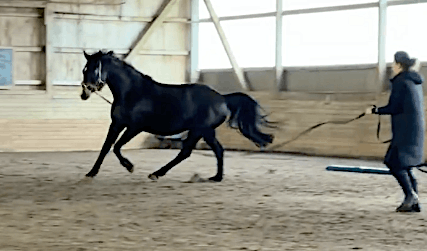 Galopp Longe
