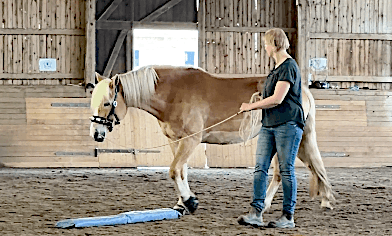 Haflinger Longe